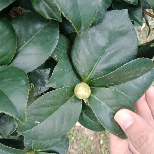 漳平市 24杯赤丹茶花带花苞 产地直销批发