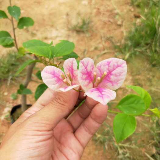 漳州红缨三角梅 漳州红樱