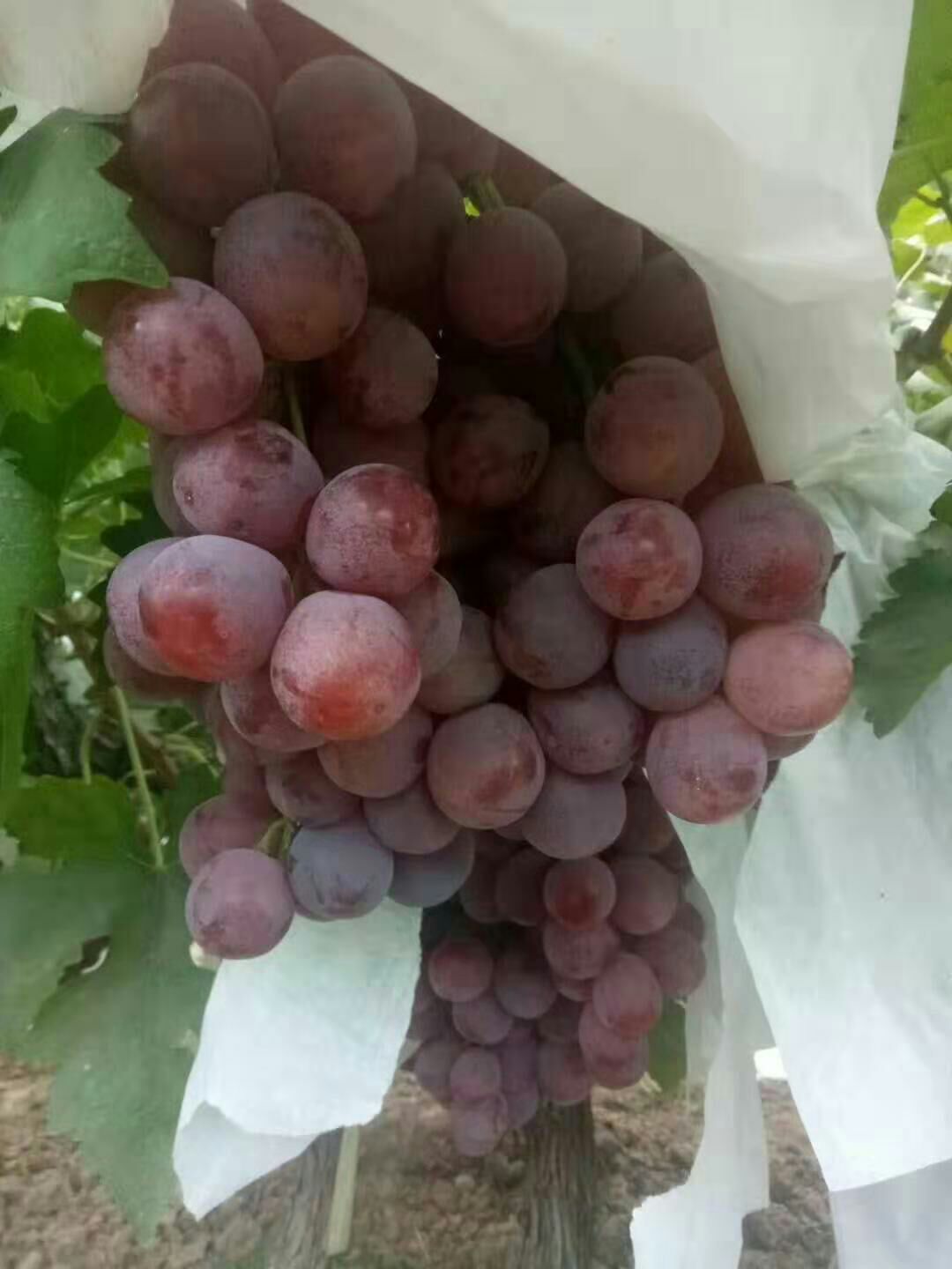 红提在口，行走天下