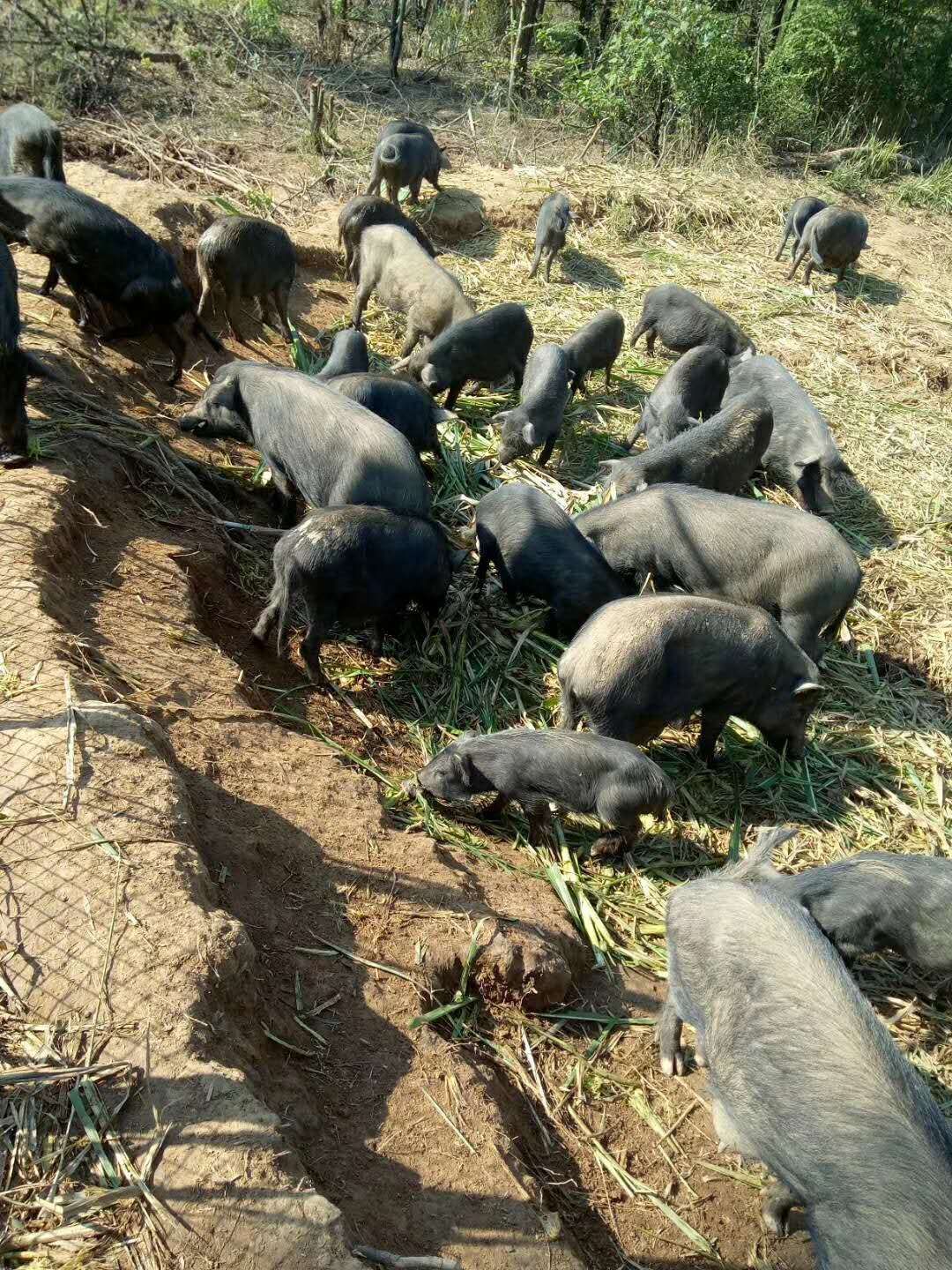 供应大厅 禽畜肉蛋 香猪