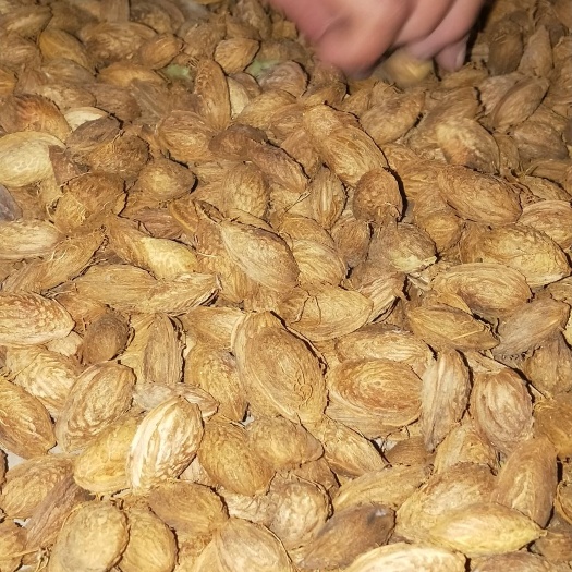 莎车县 新疆喀什莎车县的巴旦木