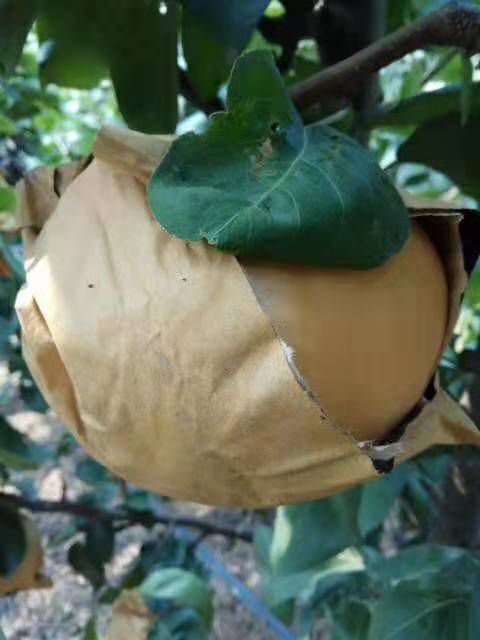 莱西市 秋月梨南水梨正宗烟台富硒秋月梨