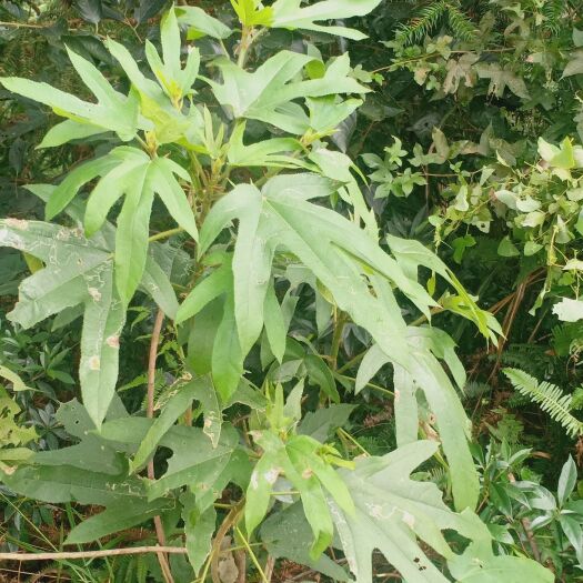 三都县纯深山五指毛桃，现挖现卖无任何加工。