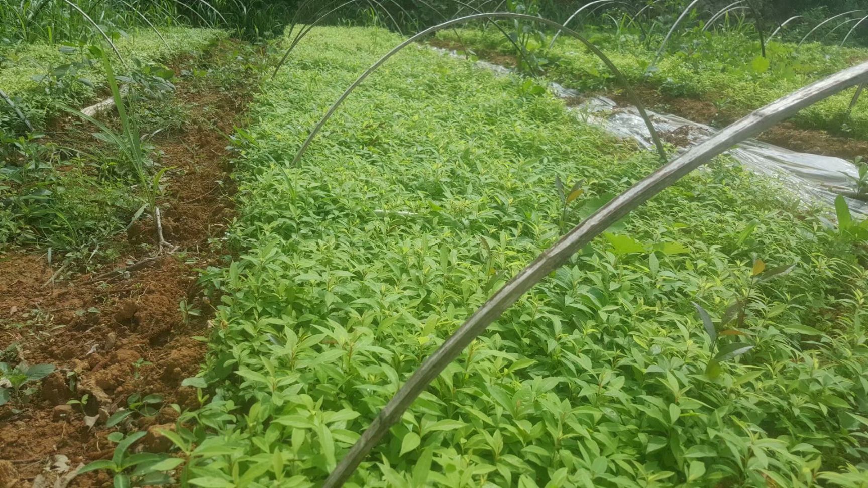  桢楠苗 金丝楠木苗 小叶桢楠苗 楠木苗