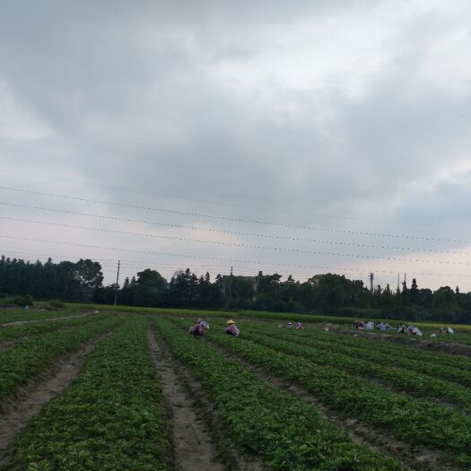 兴安县脱毒草莓苗 苗壮根细好