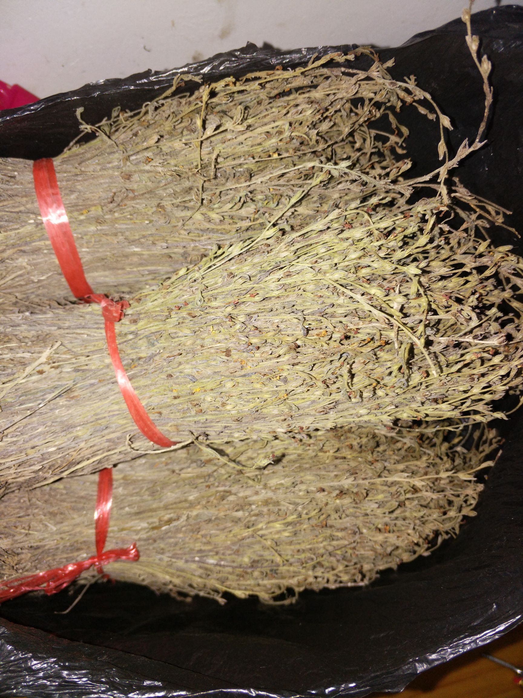独脚柑 独脚金，正宗广西矮脚金