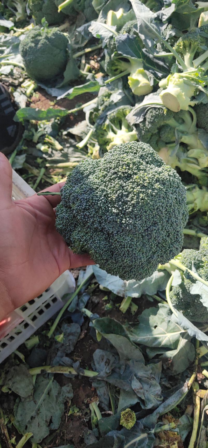 耐寒优秀西兰花 河北张家口沽源最好最大的西蓝花种植户