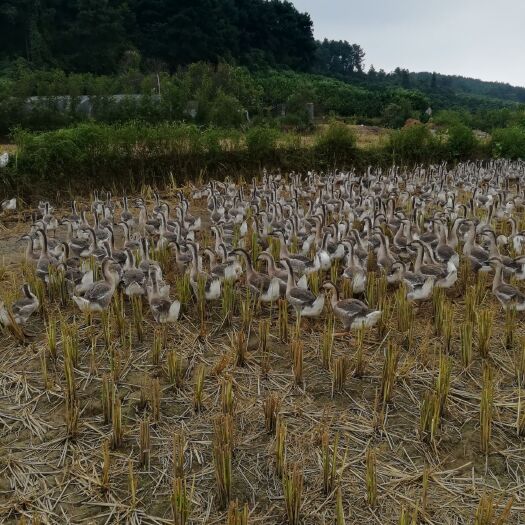 富川县麻鹅 6-8斤 公 全散养