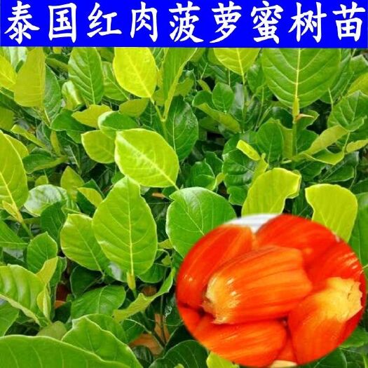 灵山县 泰国红肉菠萝蜜树苗嫁接干包菠萝蜜马来西亚一号菠萝蜜苗南方种