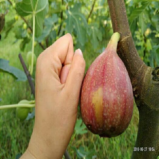 波姬红无花果苗 波姬红无花果，当年栽当年结果