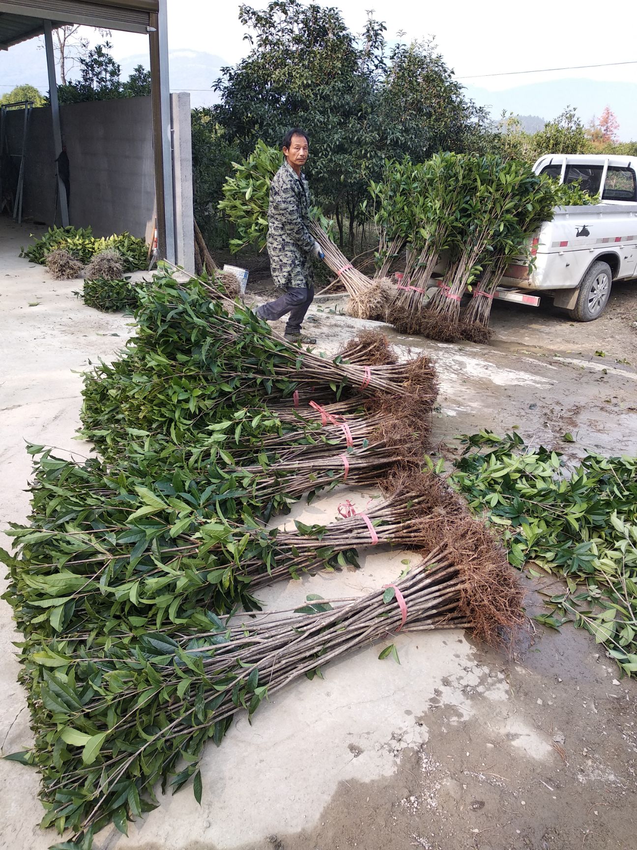 金桂  桂花树  桂花树苗  丹桂 八月桂 四季桂苗圃直销
