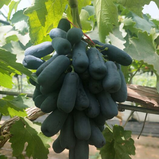平邑县蓝宝石葡萄苗 甜蜜蓝宝石葡萄树苗
