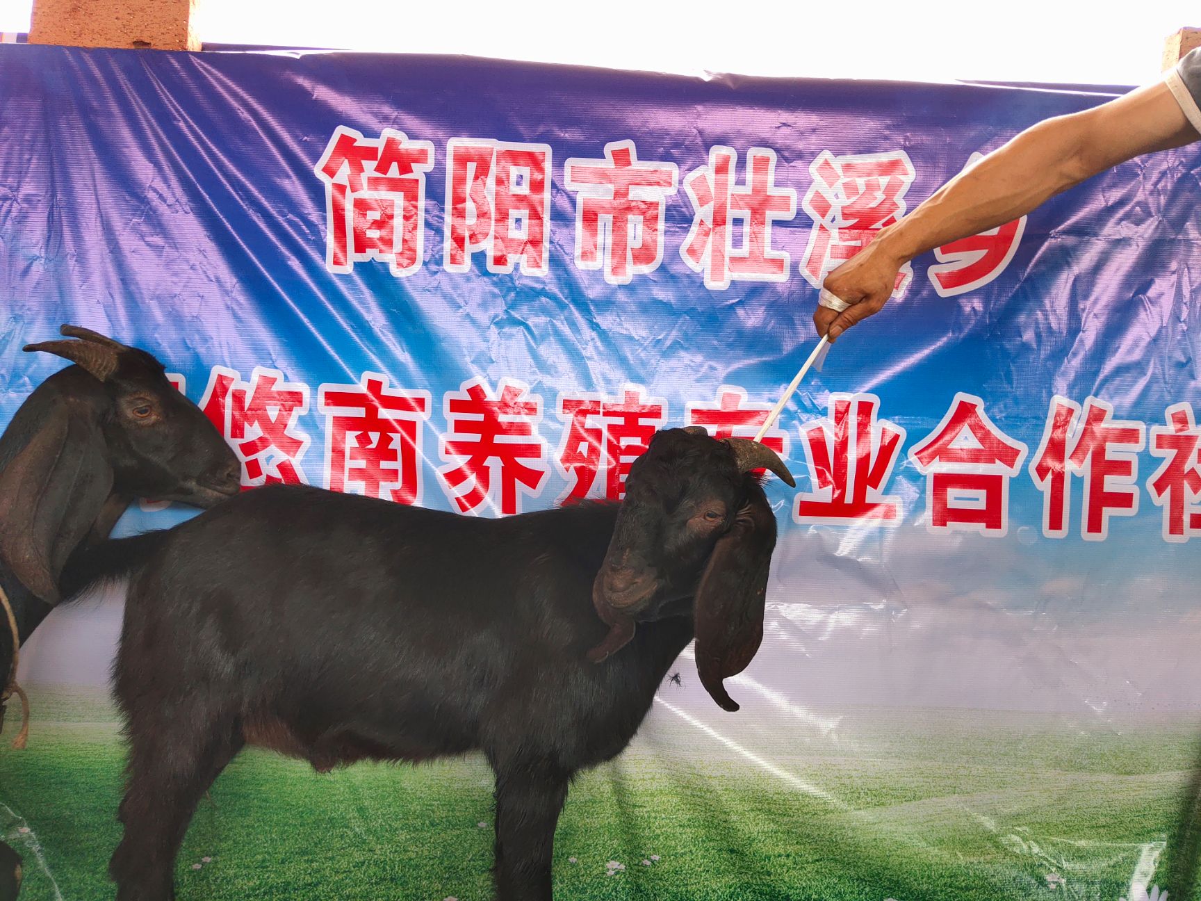  简阳大耳羊山羊