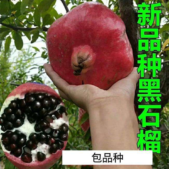 黑籽石榴树苗  新品种优质黑籽石榴苗 保质保量  基地现挖发货