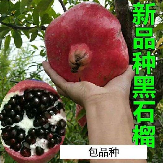 平邑县黑籽石榴树苗  新品种优质黑籽石榴苗 保质保量  基地现挖发货