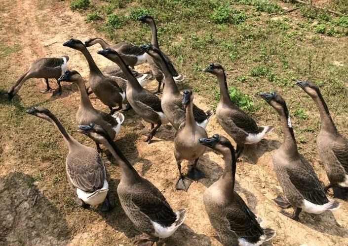 马岗鹅苗 马岗鹅   出壳苗包打好疫苗，运输包活  欢迎订购