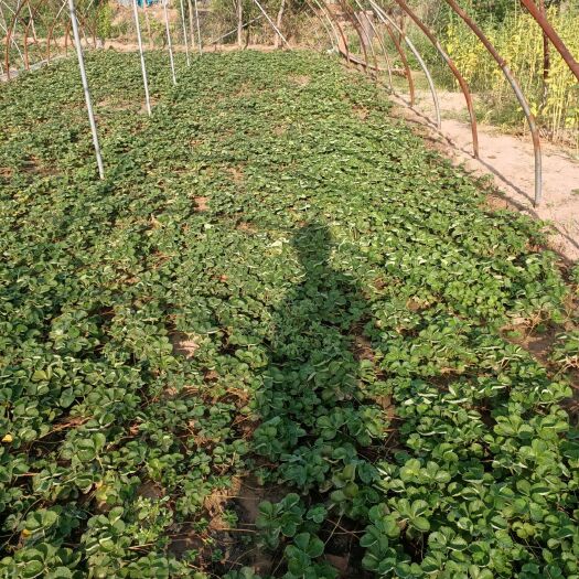 中牟县甜查理草莓苗  二号越冬脱毒草莓苗