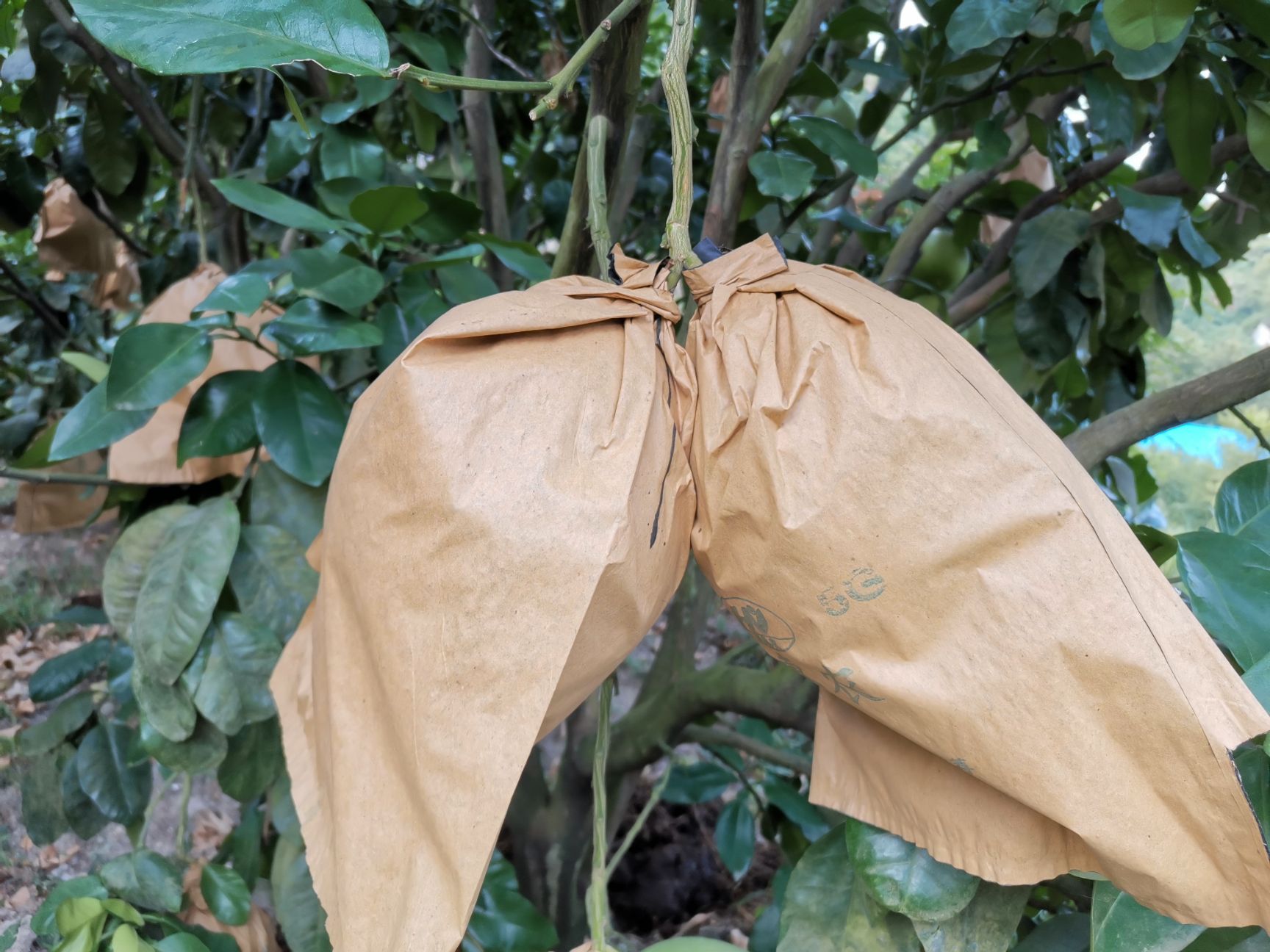 琯溪蜜柚 三斤以上 酸甜可口
