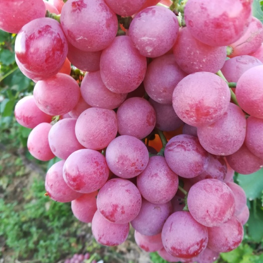 夏县红提