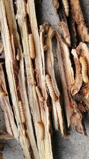 麻江县 各位老板有需要斗米虫的请赶快联系我，有现货供应。