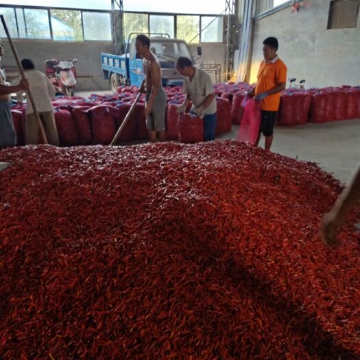 金乡县 精品三樱辣椒，大量供应