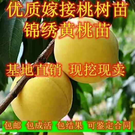 平邑县黄桃树苗 黄金桃嫁接苗，可签约销售，保湿发货，保证每一颗都是精品嫁接苗