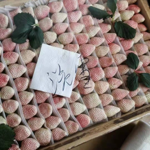 泰安 淡雪草莓苗 新品种白草莓苗