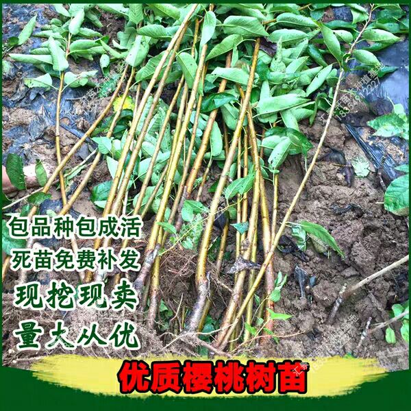  俄8樱桃苗，保证品种，包活