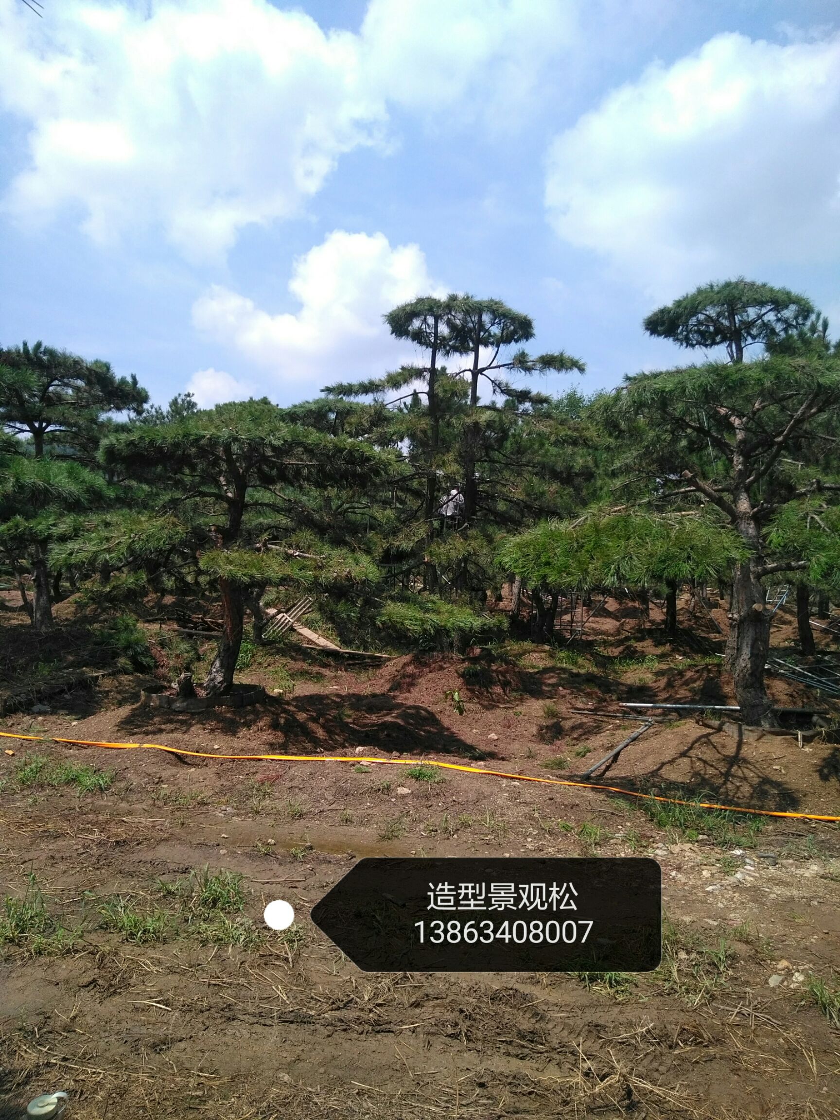造型油松