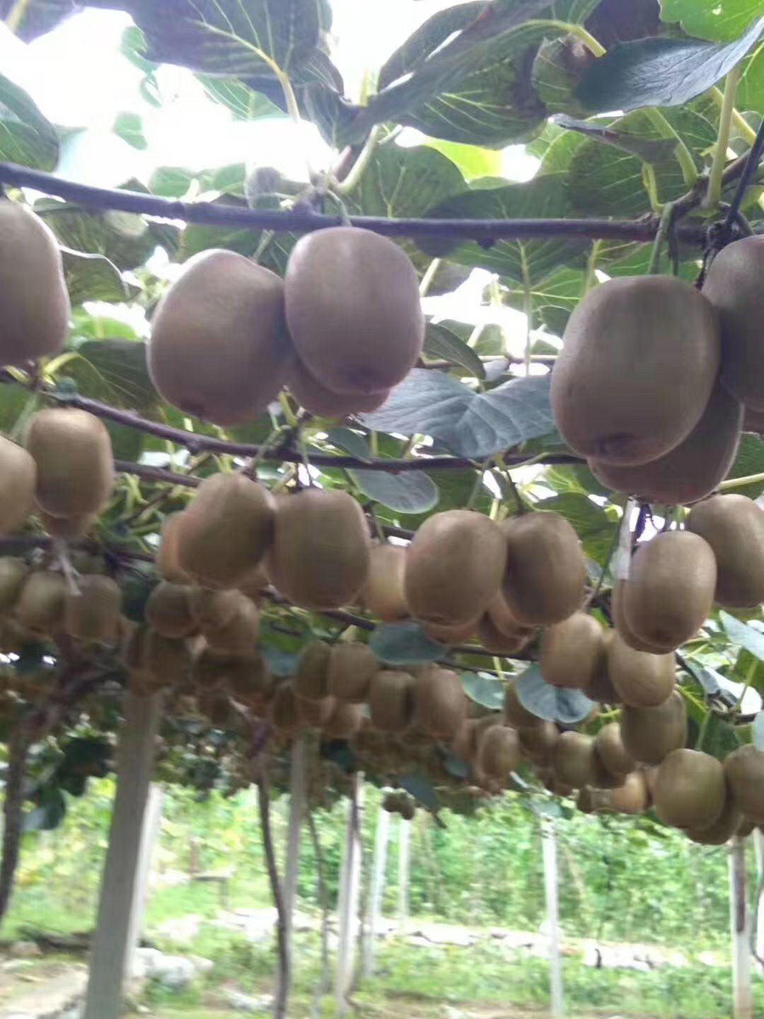 淄博翠香猕猴桃 自己家种植，绿色食品