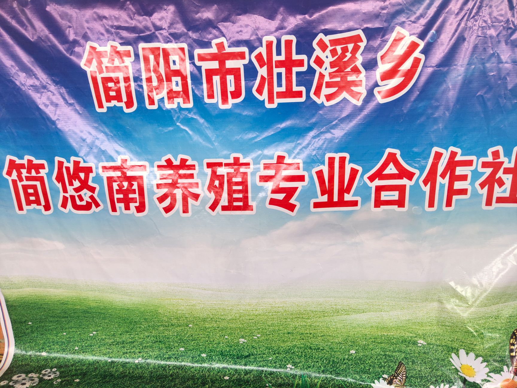  简阳大耳羊山羊