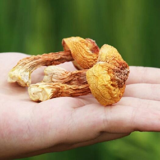 曲周县 合作社直销姬松茸干货食用野生菌松茸干度好无熏硫人工挑选自家