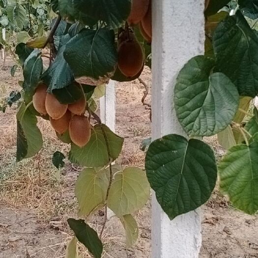 浠水县 正宗农村种植猕猴桃，