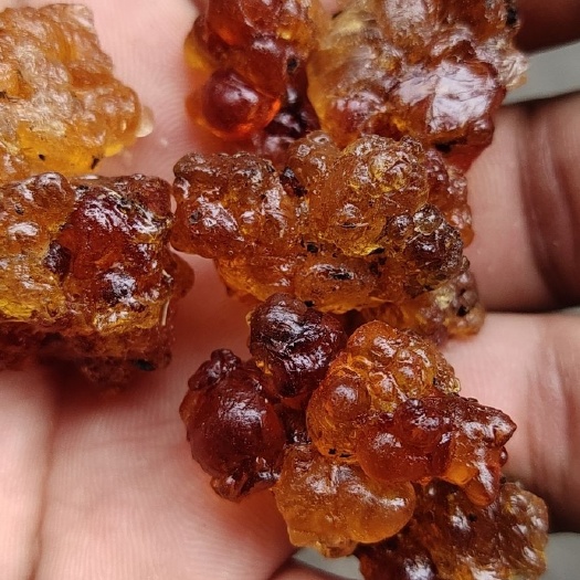 广州食用桃胶 黄胶
