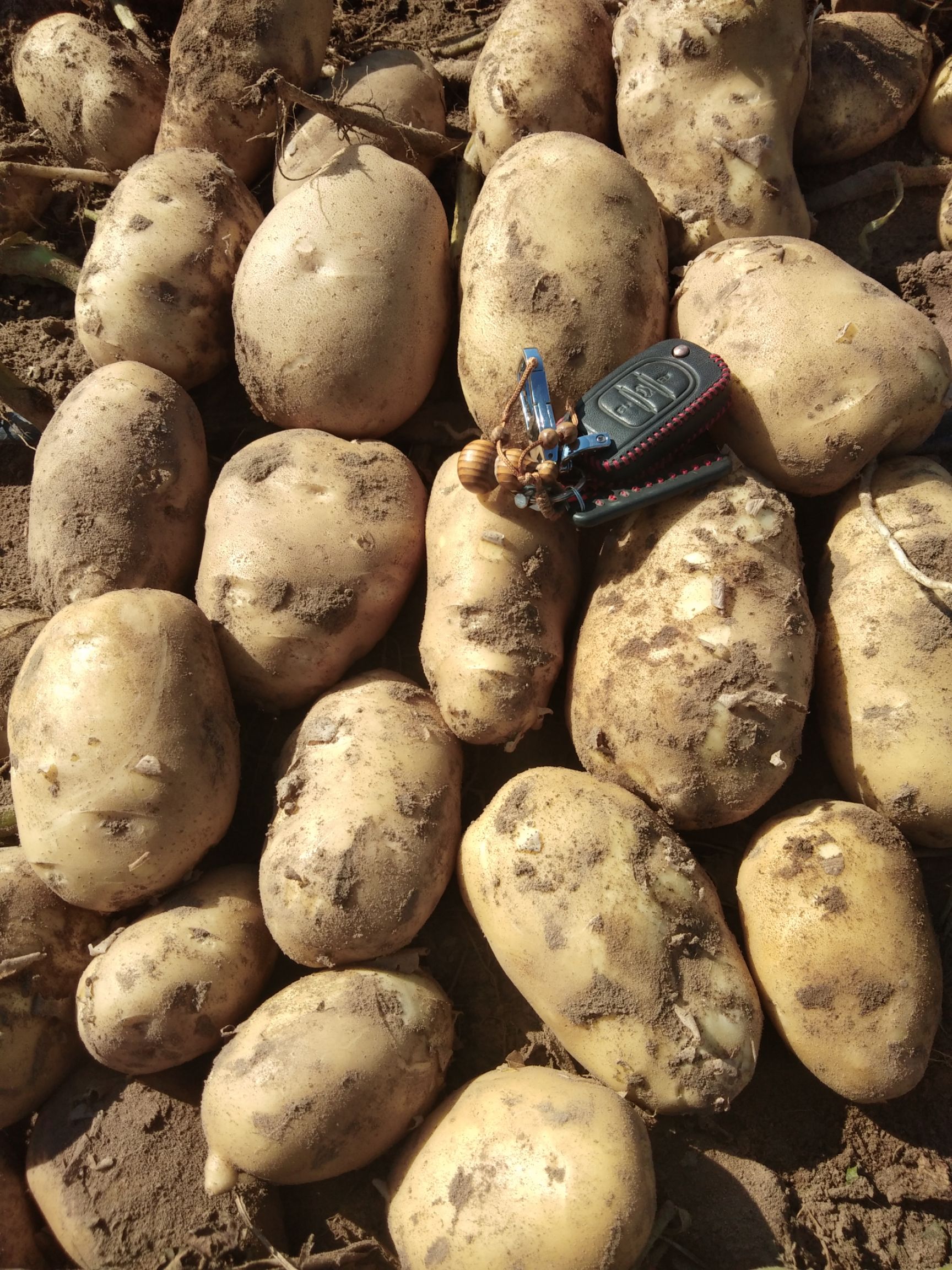 3两以上冀张226土豆