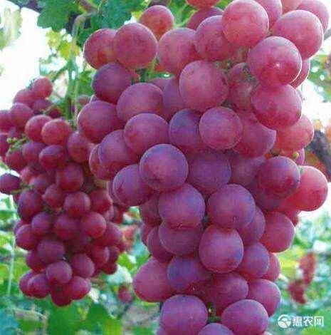 平邑县 玫瑰香葡萄苗，嫁接苗，基地直销，易成活，南北方均栽培，产量高