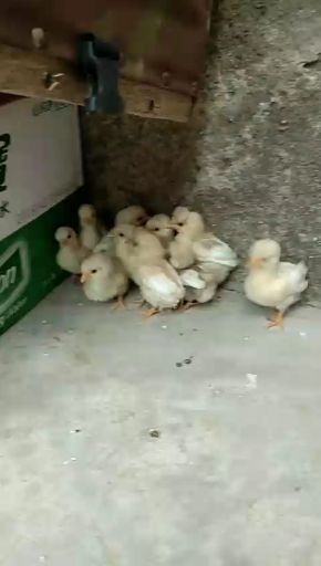 宿迁 出售各种品种鸡苗