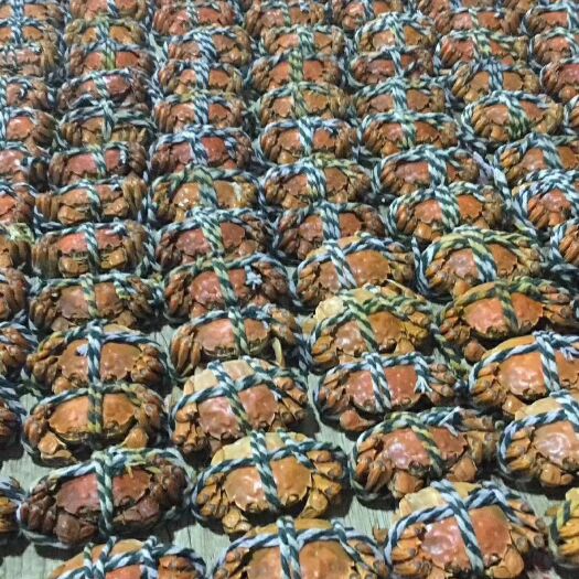合肥 大闸蟹(江苏固城湖)(熟醉蟹)2.2全母4只装