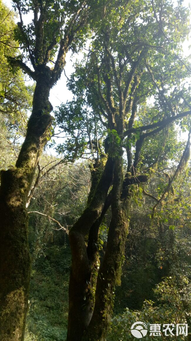  高黎贡山野生古树红茶，生普