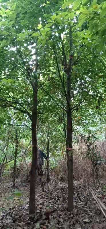 贵阳全冠香樟 货好价优
