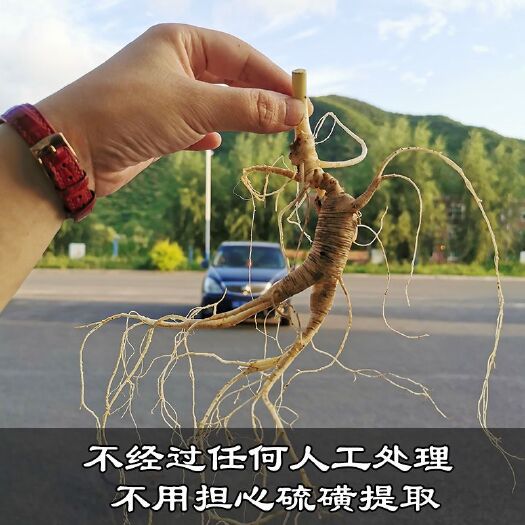 林下参 新鲜林下山参