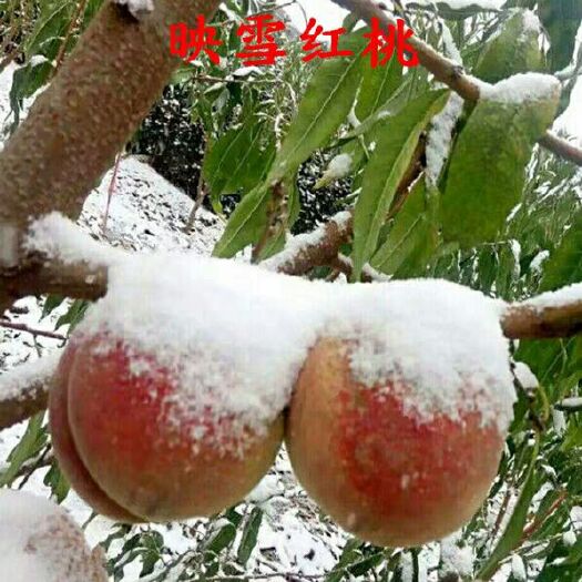 平邑县 映霜红桃苗结果大口感好产量高免费后期指导欢迎实地考察