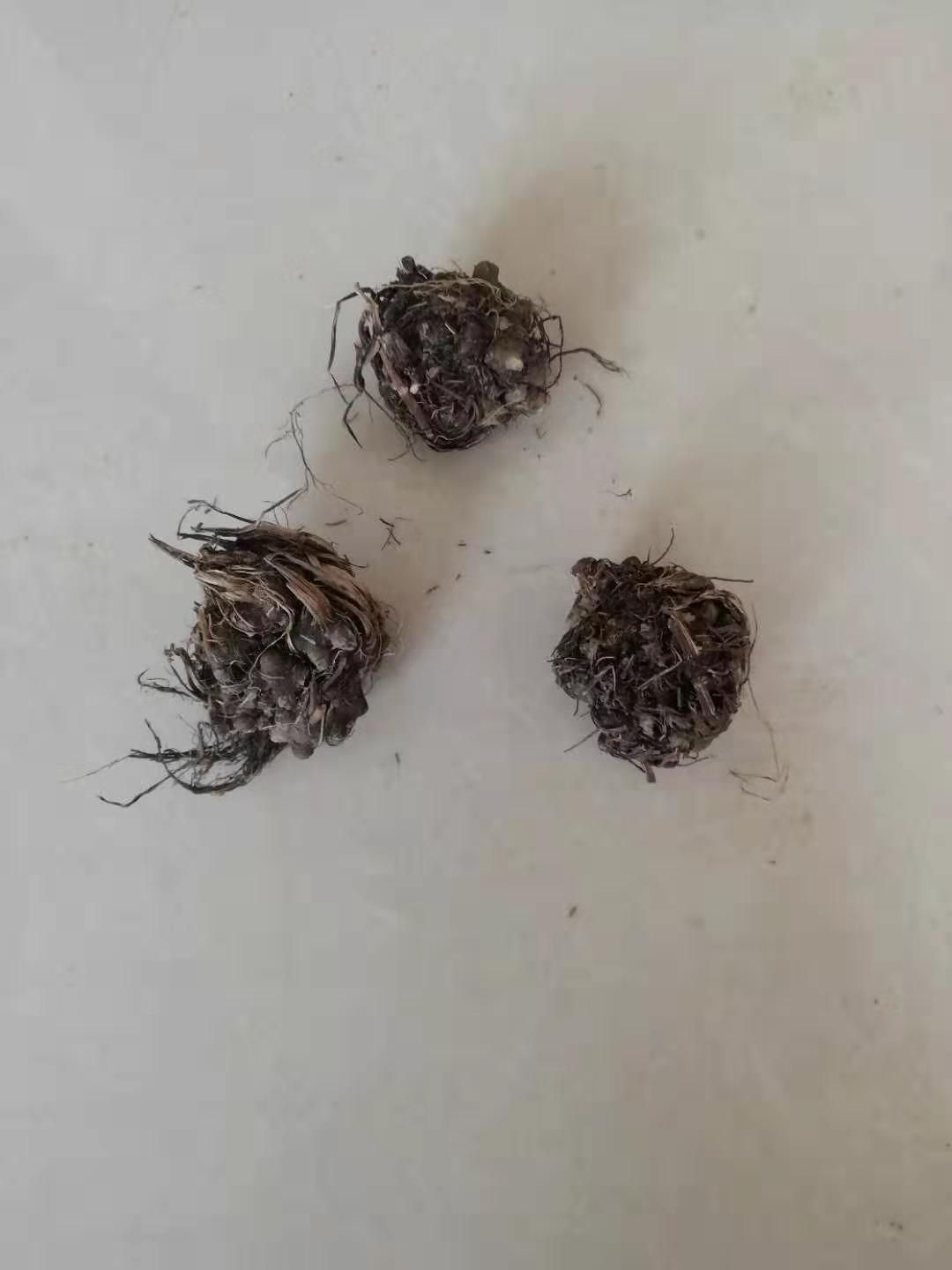 猫爪子菜种子