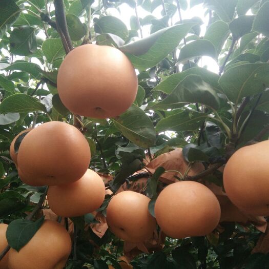 莱西市秋月梨 90mm以上 450-500g