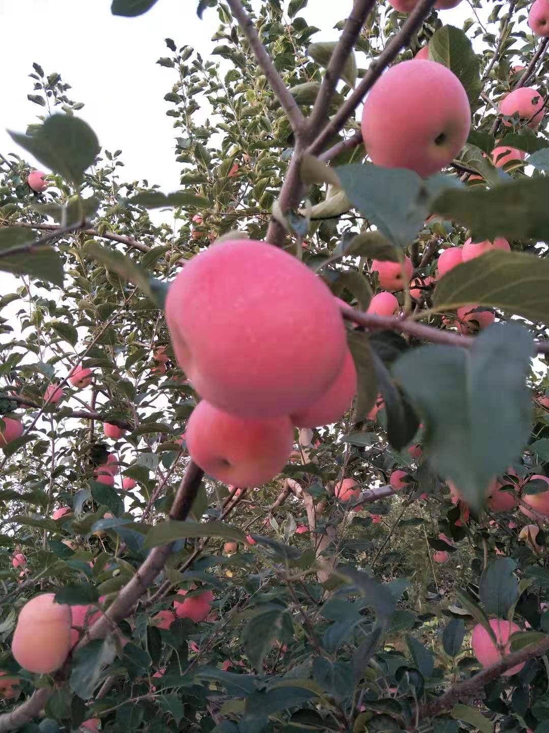  山西吉县红将军新鲜脆甜苹果