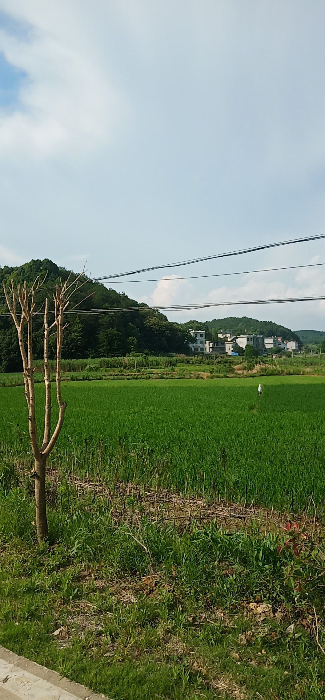 水田 闲田闲田招租或承包