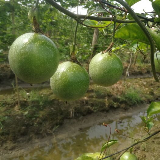 灌阳县黄金百香果 90 - 100克