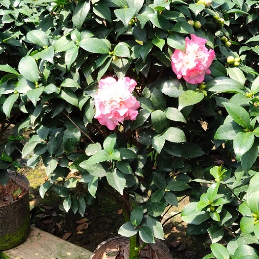 漳平市 精品茶花室内庭院盆栽茶花