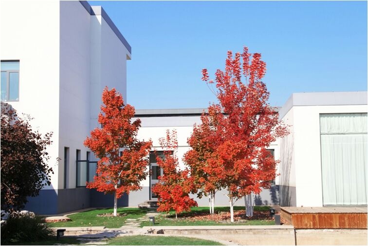 洛南县美国红枫  机关学校工程项目实拍照片