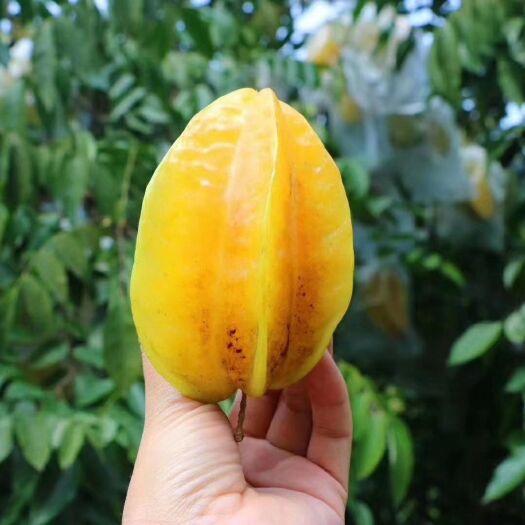 深圳 🌵福建漳州土楼杨桃‼️
干燥的天气，当然要多补VC多补水！